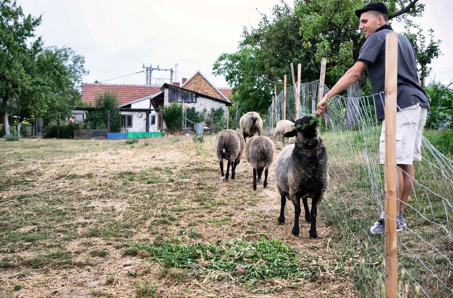 Hostitel krmí ovce u plotu na zahradě
